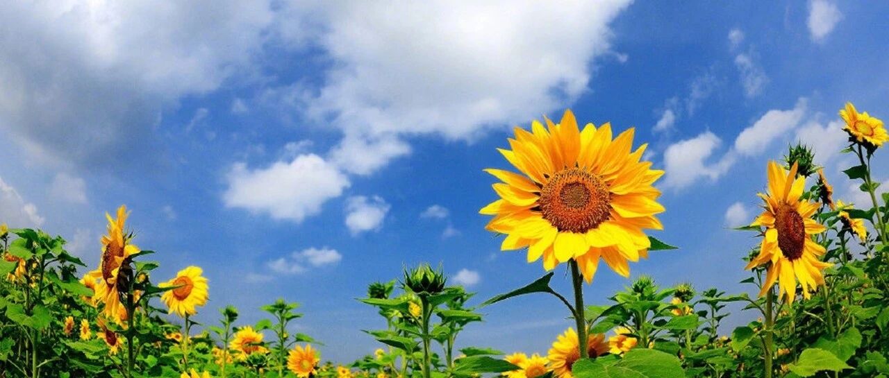 多囊卵巢如何正确调理月经周期？