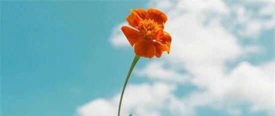 多囊用药居然是服用激素？别被“激素”吓着了