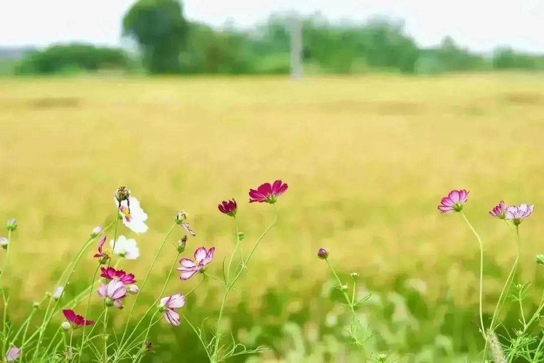 2023年莲花血鸭十大名厨二等奖