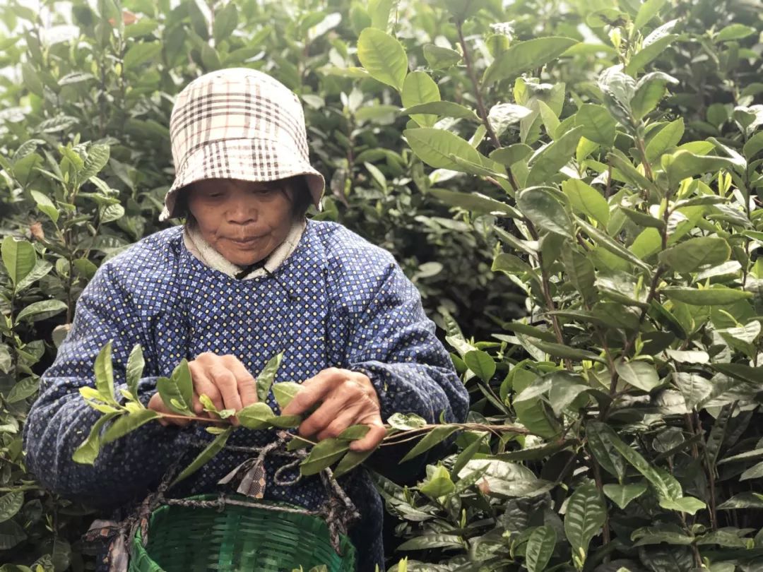 茶園中,70多歲的徐兔寶正在茶樹間穿行,採茶,她身前揹著的小揹簍已經