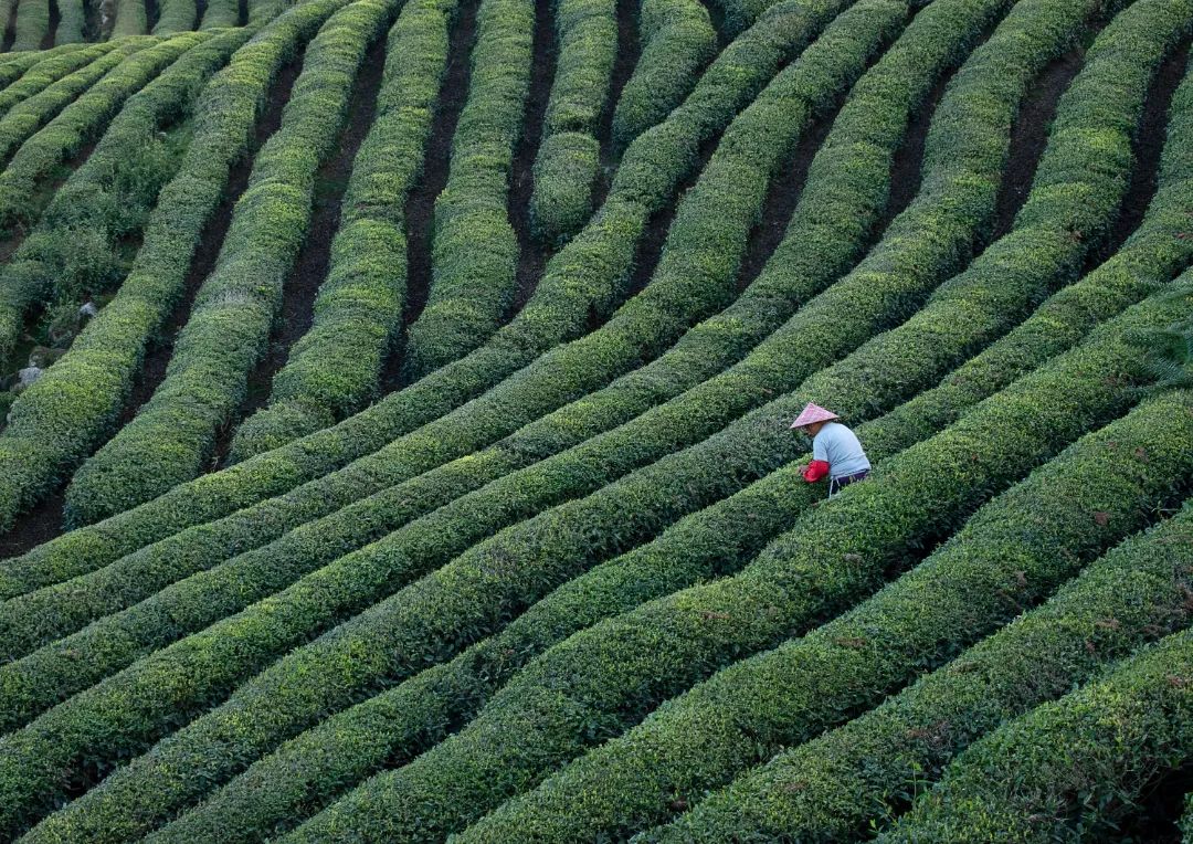 茶园图片真实照片最美图片