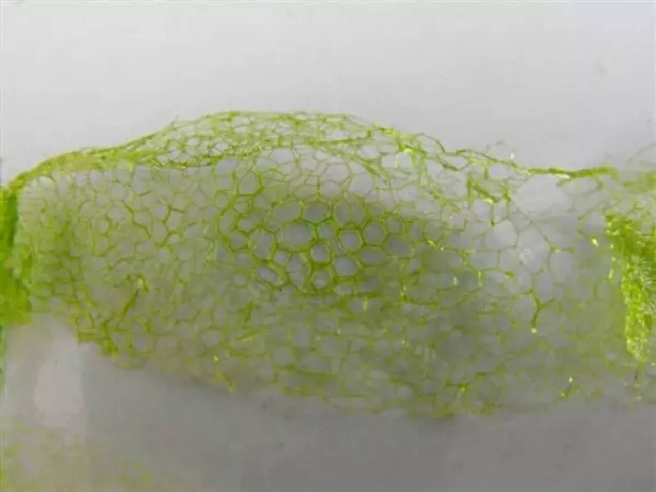 掌握青苔防控技术认识青苔,水产养殖中再无困扰