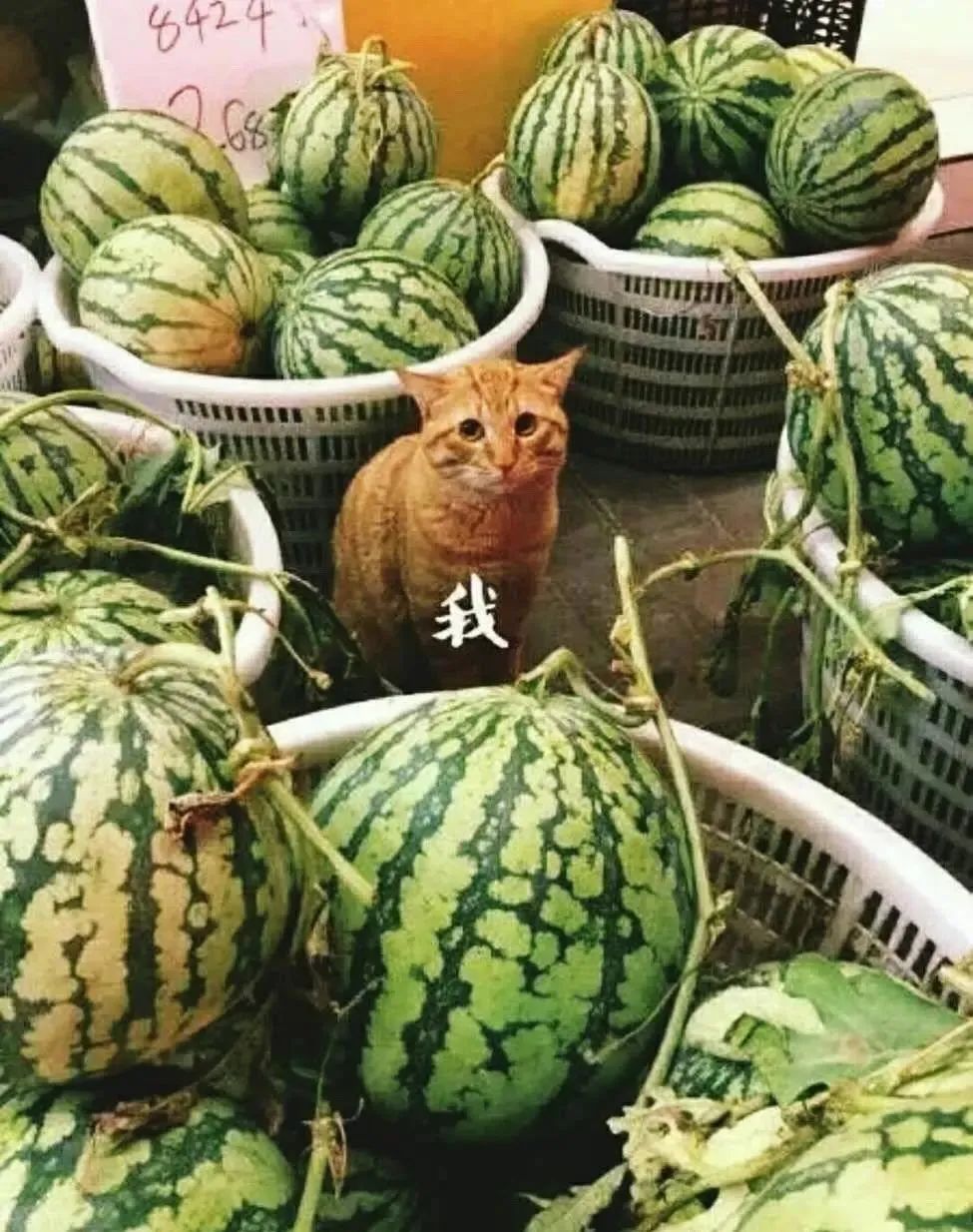 猹吃瓜的图片图片