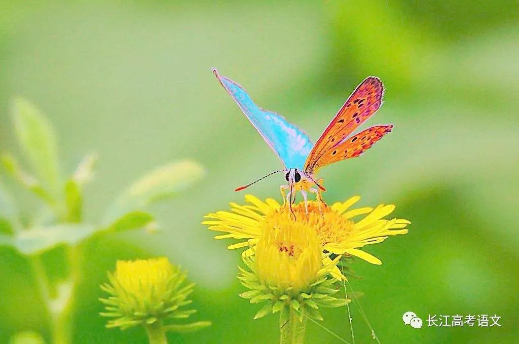 悲哀世间单纯生物图片_悲哀世间单纯生物是什么_世间单纯又悲哀的生物