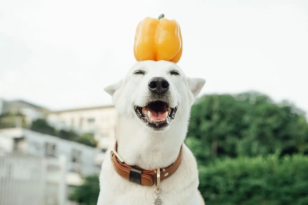 世界上最快樂的流浪狗，它戰勝癌症後，用微笑治愈全世界 寵物 第19張