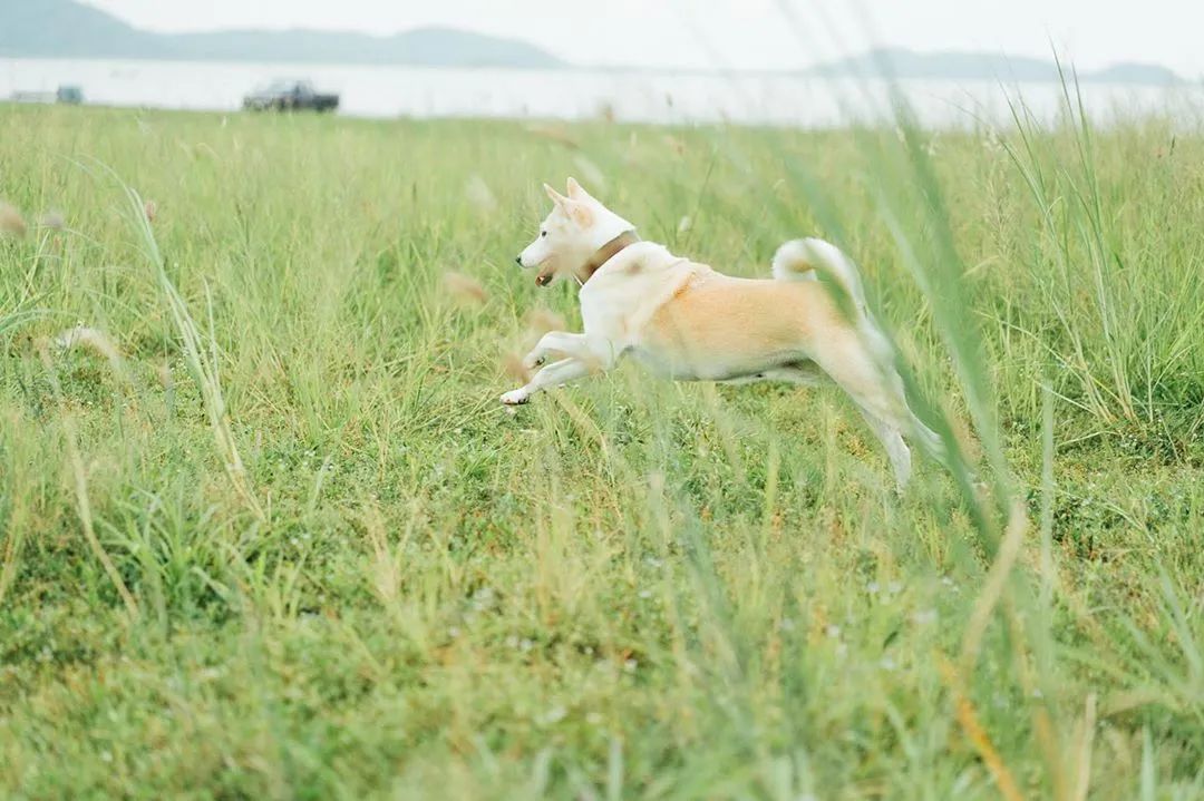世界上最快樂的流浪狗，它戰勝癌症後，用微笑治愈全世界 寵物 第2張
