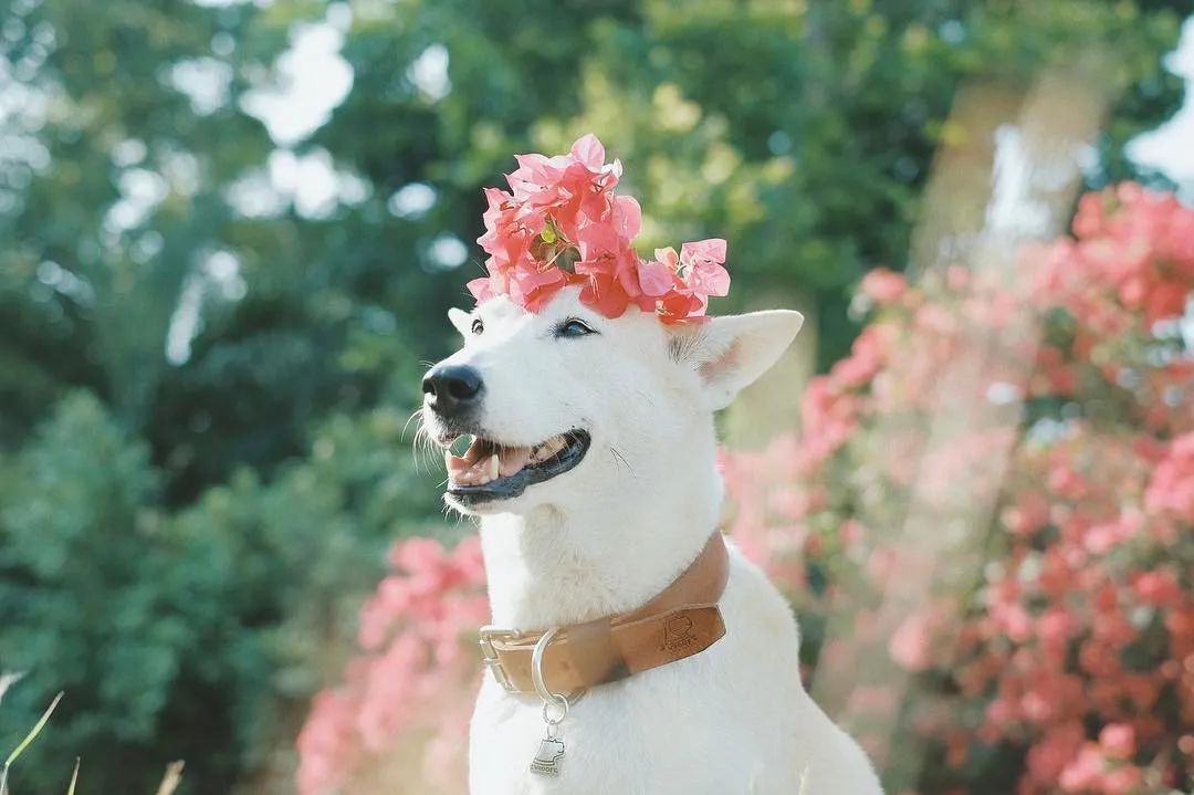 世界上最快樂的流浪狗，它戰勝癌症後，用微笑治愈全世界 寵物 第6張