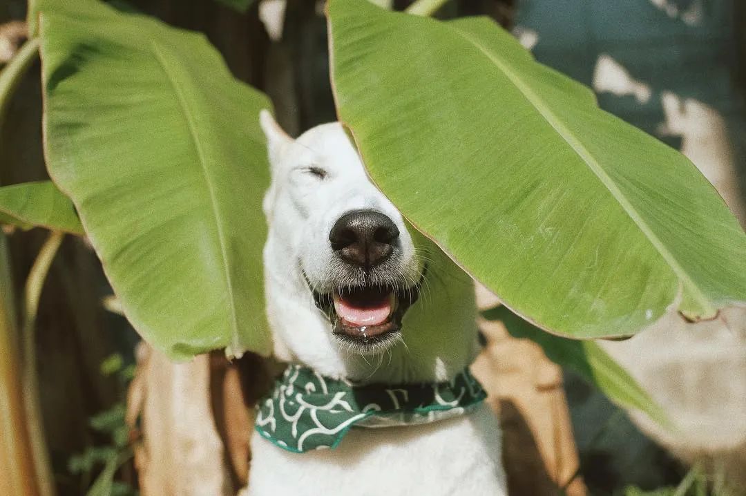 世界上最快樂的流浪狗，它戰勝癌症後，用微笑治愈全世界 寵物 第8張