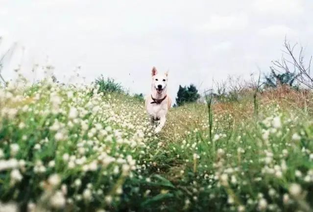 世界上最快樂的流浪狗，它戰勝癌症後，用微笑治愈全世界 寵物 第28張