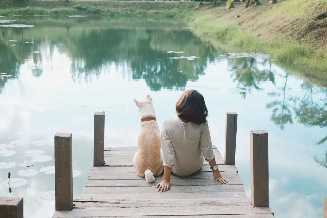 世界上最快樂的流浪狗，它戰勝癌症後，用微笑治愈全世界 寵物 第56張