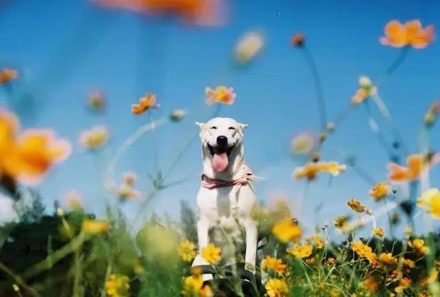 世界上最快樂的流浪狗，它戰勝癌症後，用微笑治愈全世界 寵物 第23張