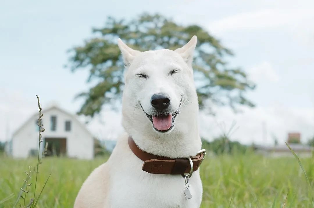 世界上最快樂的流浪狗，它戰勝癌症後，用微笑治愈全世界 寵物 第9張