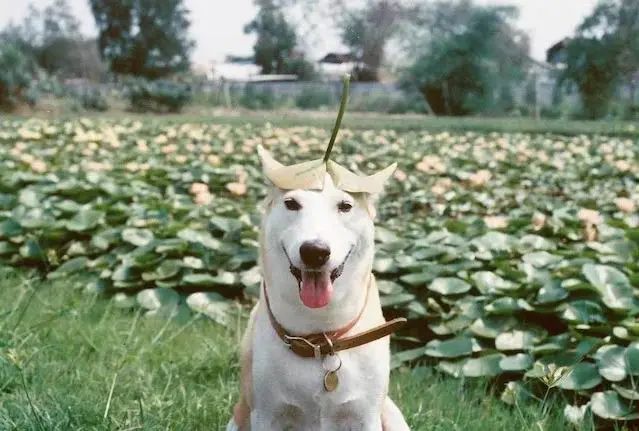 世界上最快樂的流浪狗，它戰勝癌症後，用微笑治愈全世界 寵物 第27張