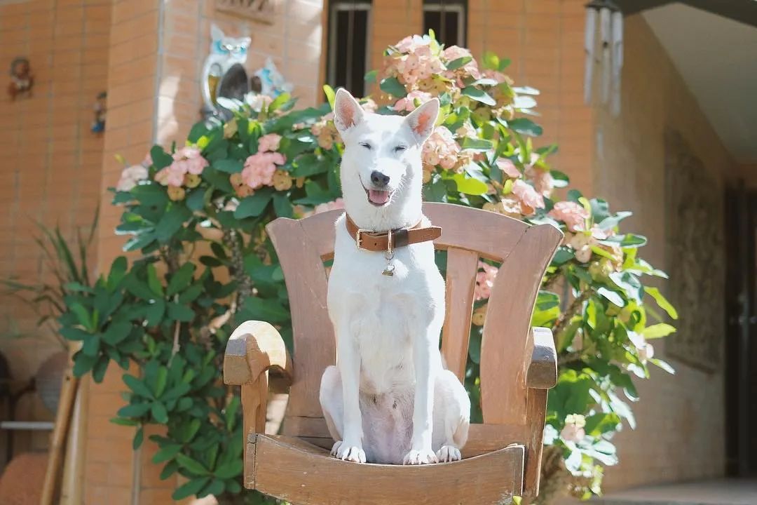 世界上最快樂的流浪狗，它戰勝癌症後，用微笑治愈全世界 寵物 第10張