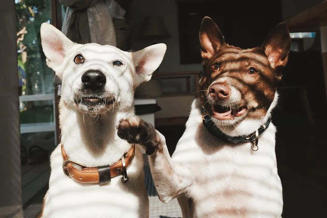 世界上最快樂的流浪狗，它戰勝癌症後，用微笑治愈全世界 寵物 第48張