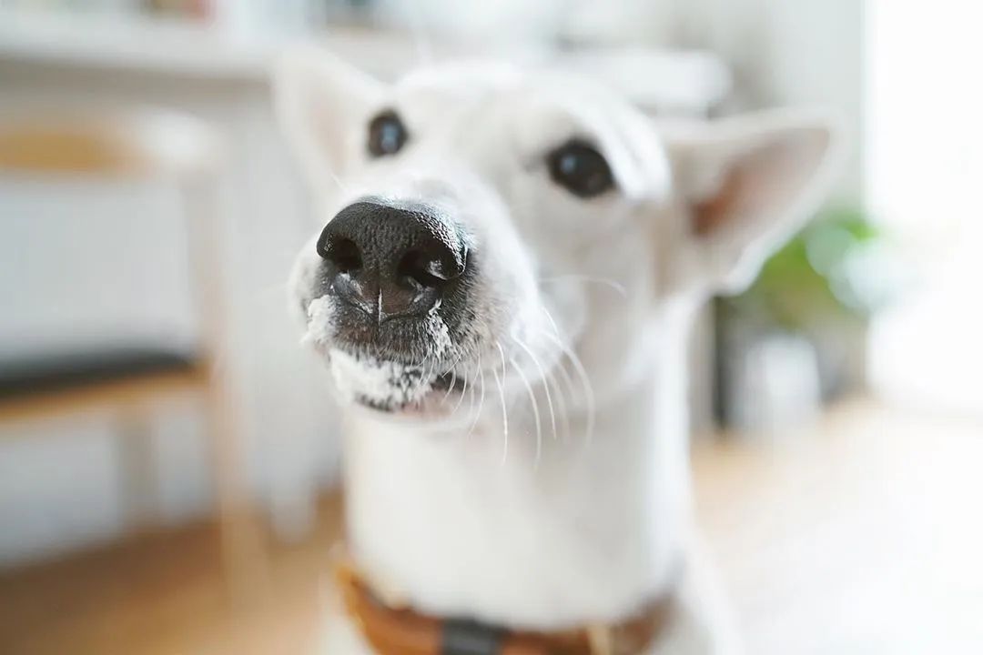 世界上最快樂的流浪狗，它戰勝癌症後，用微笑治愈全世界 寵物 第62張