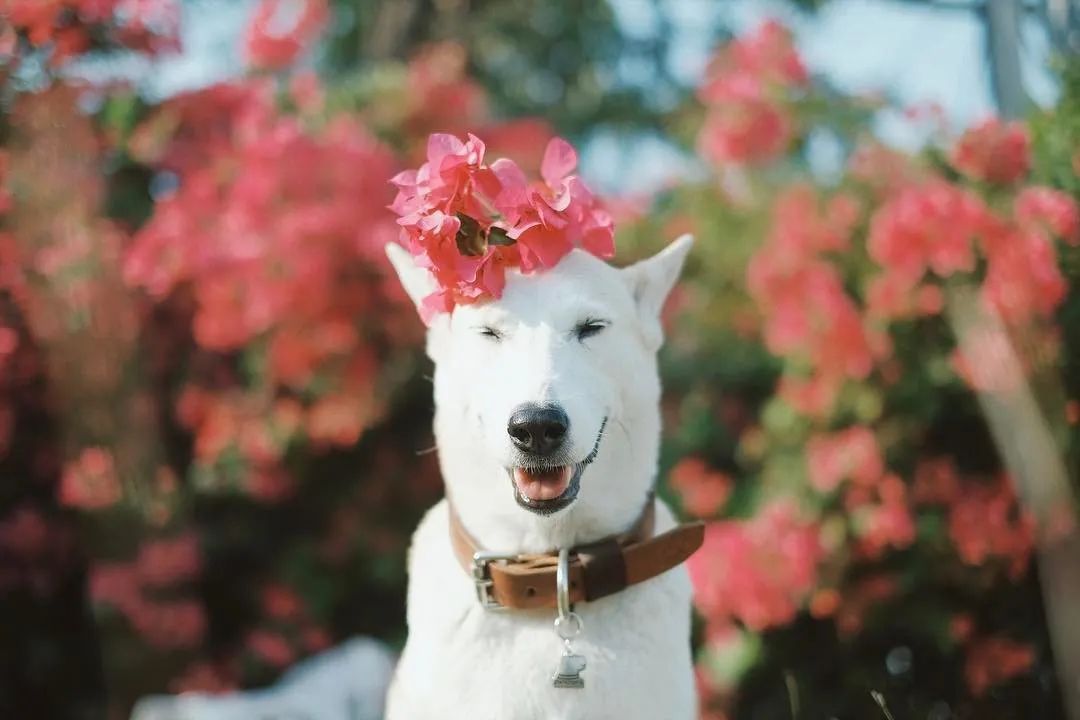 世界上最快樂的流浪狗，它戰勝癌症後，用微笑治愈全世界 寵物 第7張