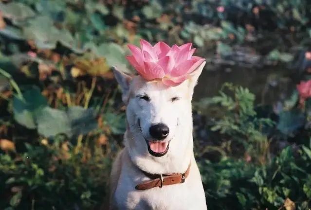 世界上最快樂的流浪狗，它戰勝癌症後，用微笑治愈全世界 寵物 第25張
