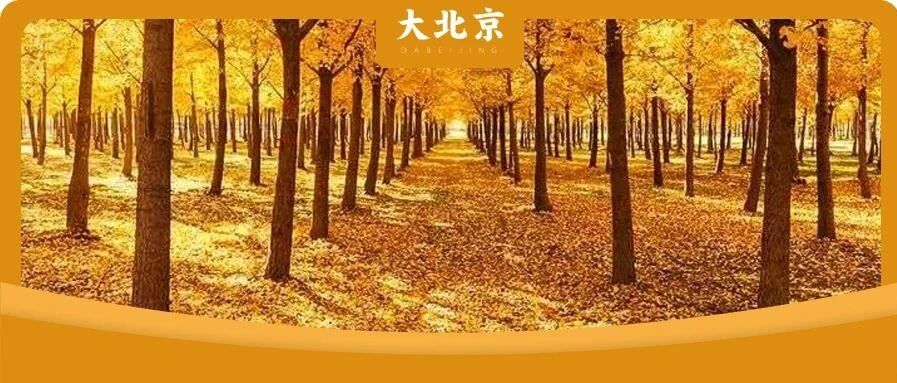 免费！北京这个公园景色堪比颐和园！秋天一定要去！