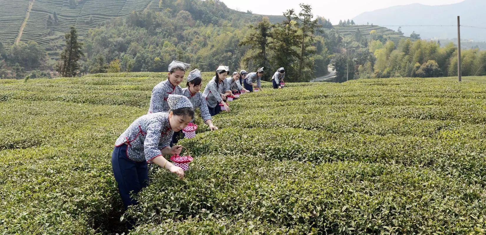 苍南老土茶丁董事长图片