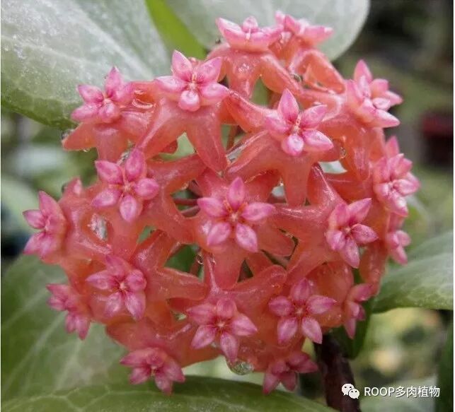 你能相信多肉能开出这么美的花球么 Roop植物园 微信公众号文章阅读 Wemp