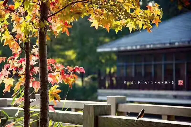 四念处｜上海顾村公园书院2021年7月25日一日精进禅