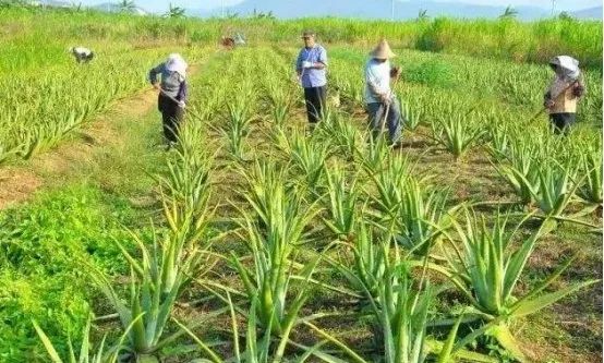 农业节目致富经_农业致富频道节目表_农业卫视致富项目