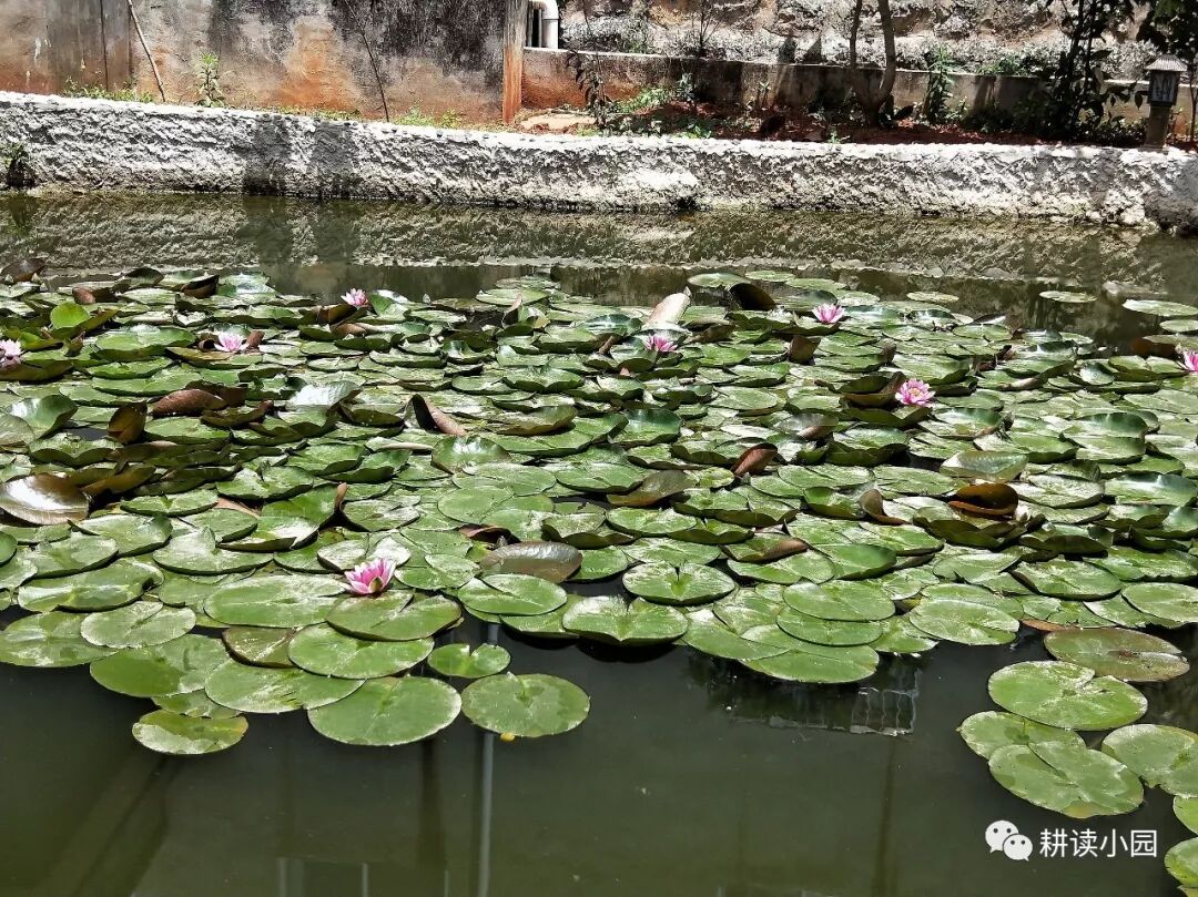 鱼戏莲池 耕读小园 微信公众号文章阅读 Wemp