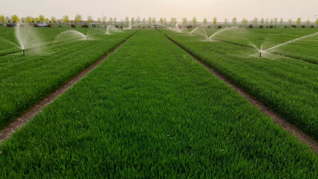 河南的夏糧產(chǎn)量波動，應(yīng)該如何客觀看待