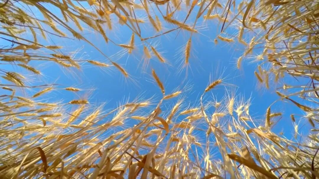 河南的夏糧產(chǎn)量波動，應(yīng)該如何客觀看待