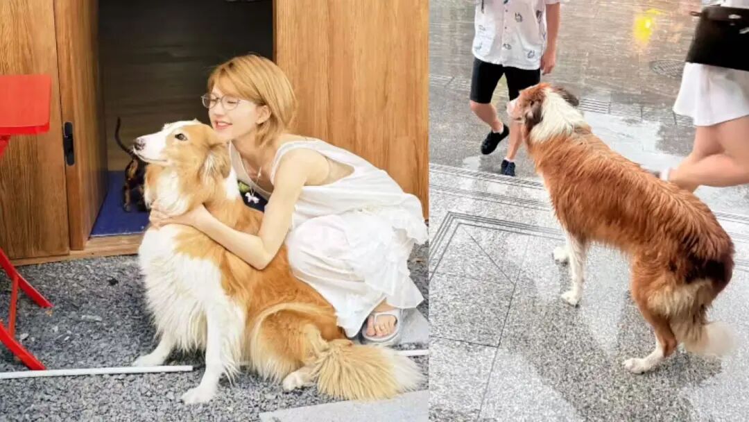 路人捡到赵露思爱犬