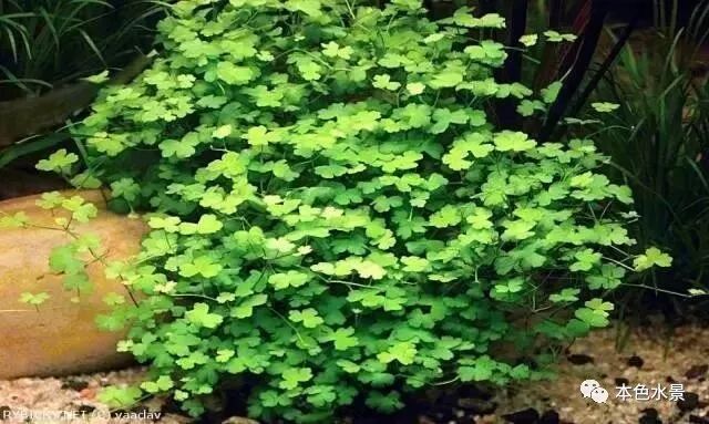本色水景 当 香菜 遇上水景 天胡荽在水景缸里的各种运用 本色水景 微信公众号文章阅读 Wemp