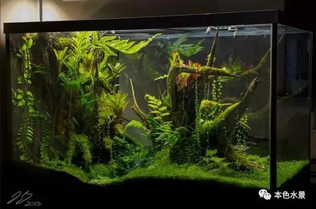 本色水景 妖娆雨林缸 箭毒蛙生儿育女 本色水景 微信公众号文章阅读 Wemp