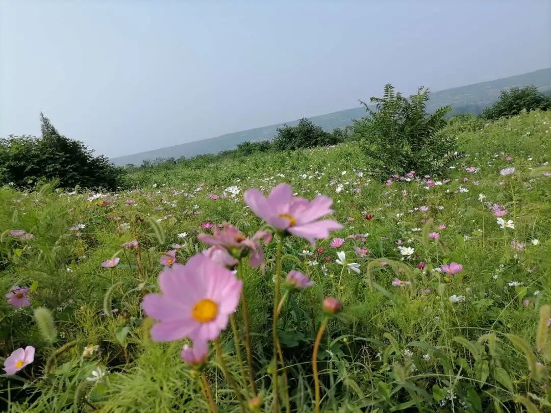 禅七丨河南省洛阳市宜阳县五花寺2021年9-10月禅七通启