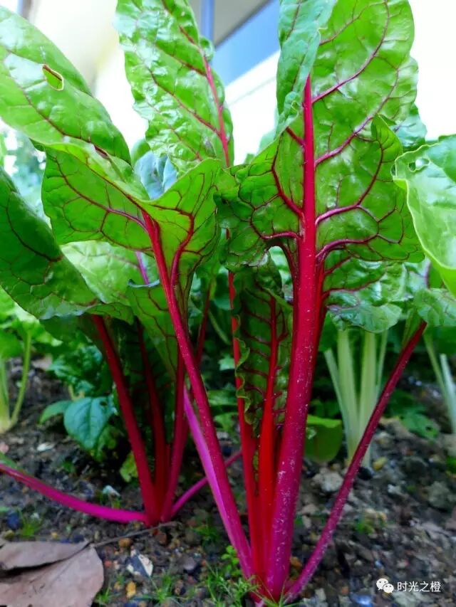 广西板蓝根冲剂联盟,这个菜以前易门人拿来喂猪,现在却经常买来自己吃