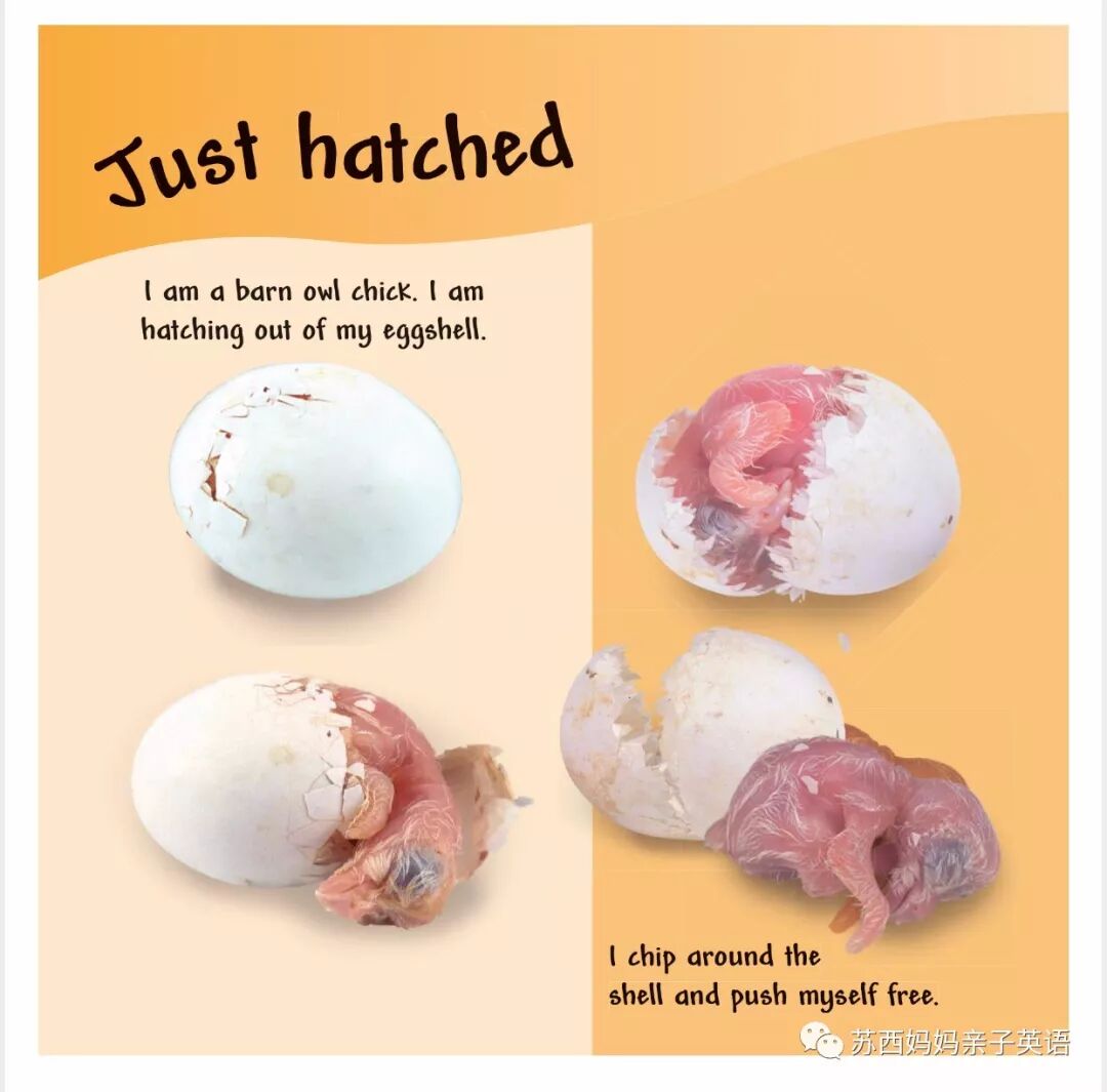 小册子英文_英语小册子怎么制作_英语小册子模板