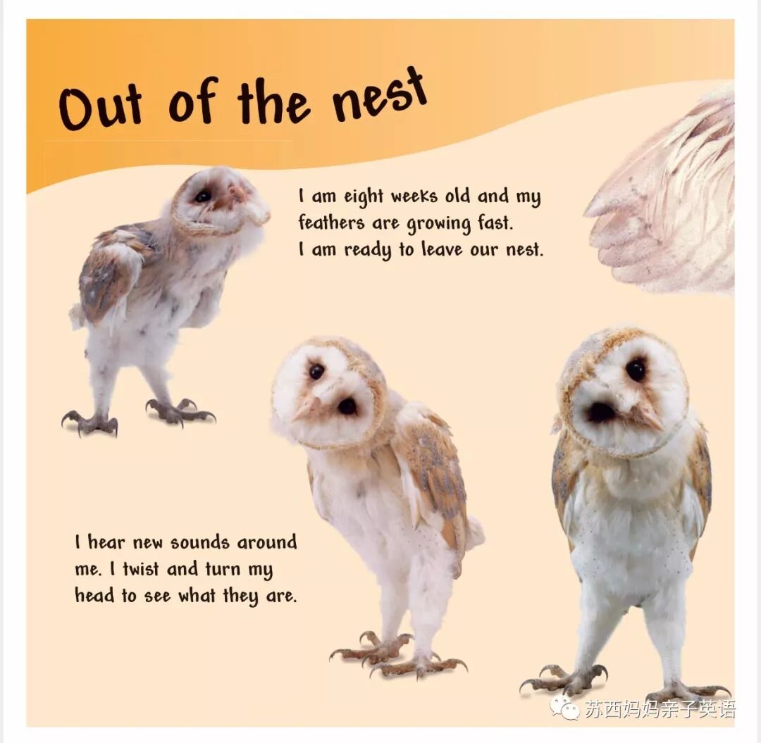 英语小册子怎么制作_小册子英文_英语小册子模板