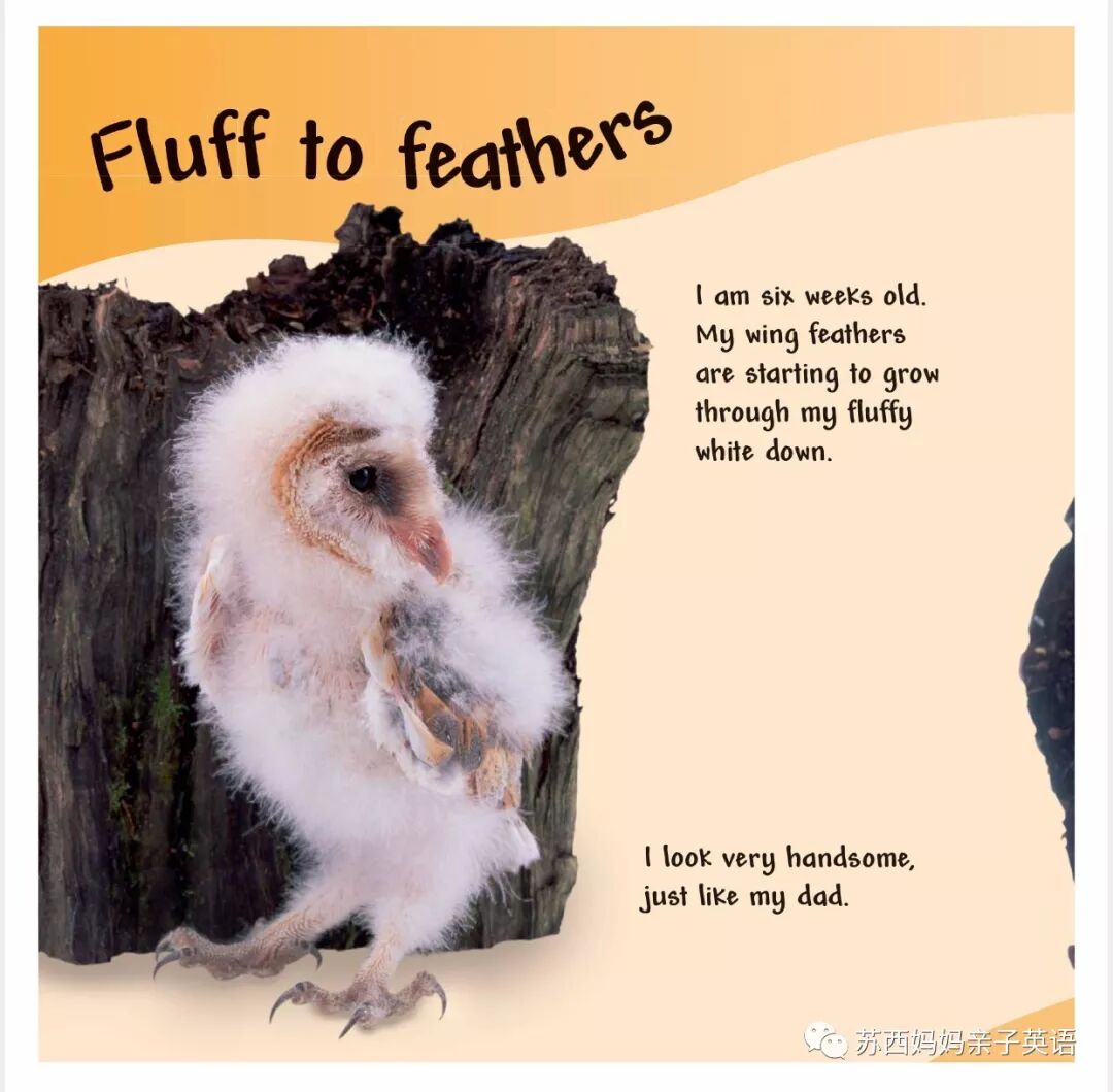 英语小册子怎么制作_小册子英文_英语小册子模板