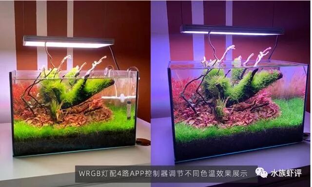 水草灯 怎么选比较好 水族虾评 微信公众号文章阅读 Wemp