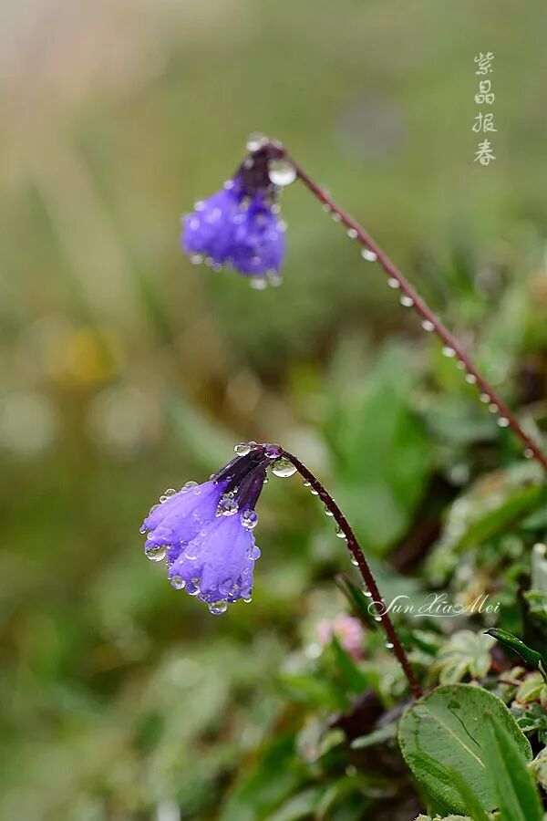 年终选美 恰似梦中的紫霞仙子 孙小美的植物旅行 微信公众号文章阅读 Wemp