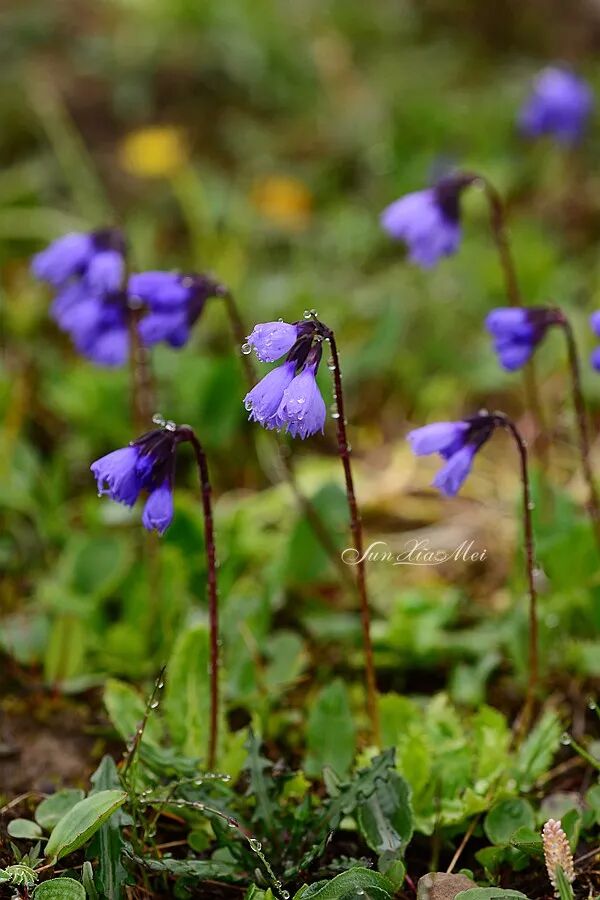 年终选美 恰似梦中的紫霞仙子 孙小美的植物旅行 微信公众号文章阅读 Wemp