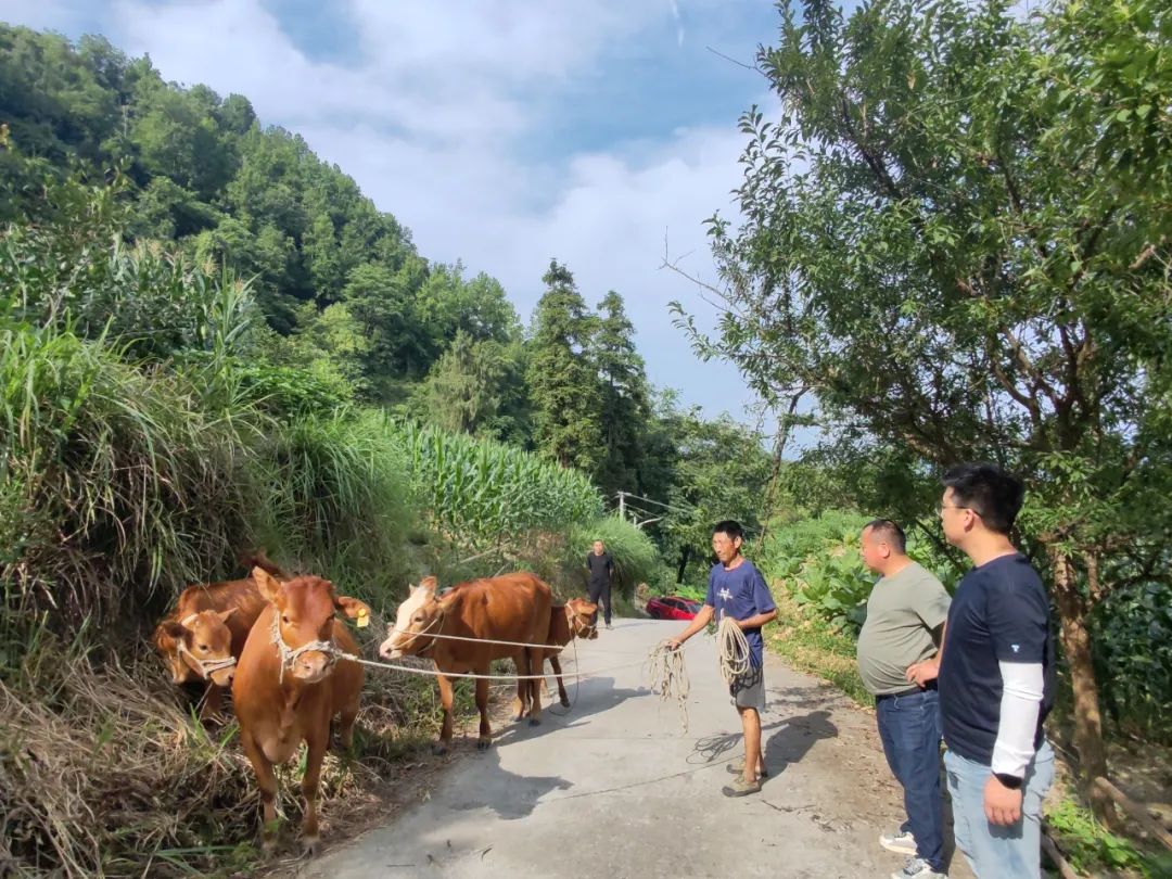 思南县青杠坡镇图片