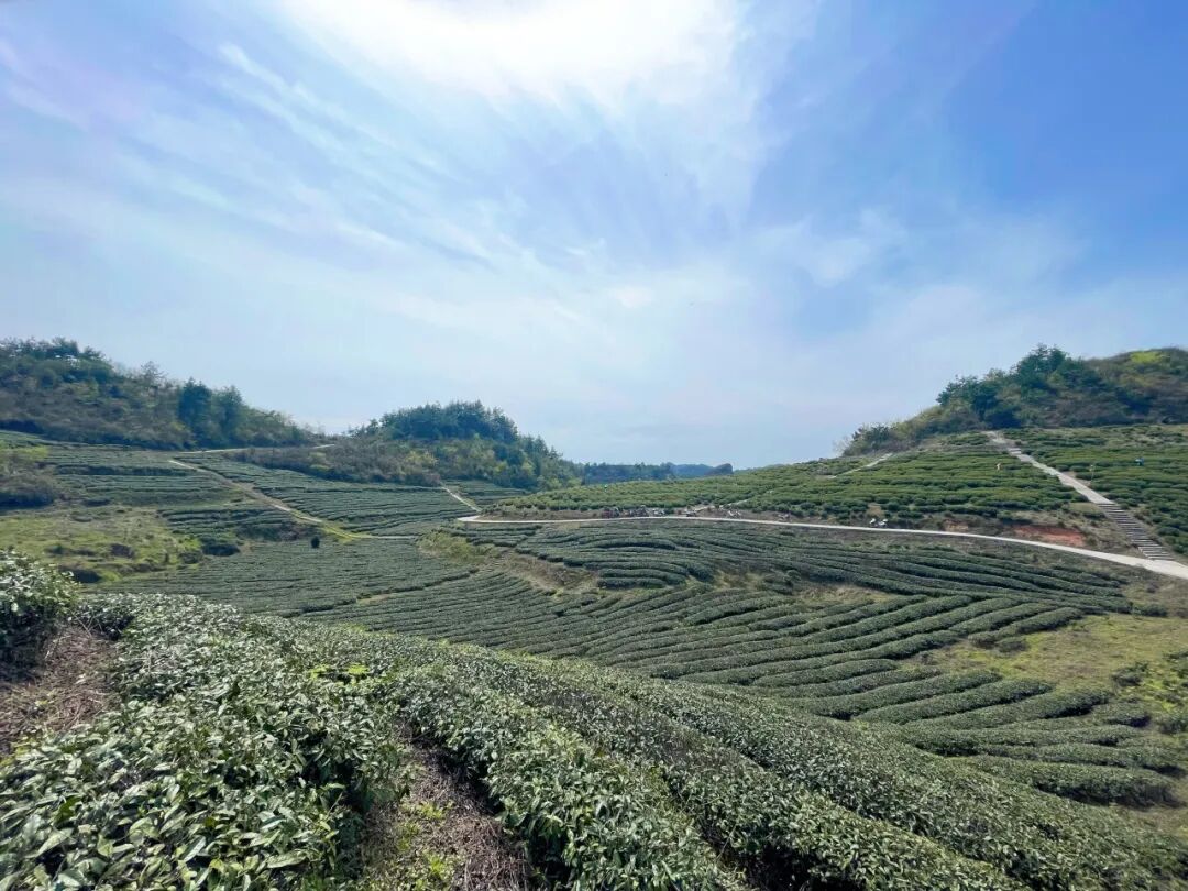 青杠坡镇小茶叶变小金叶助推乡村振兴