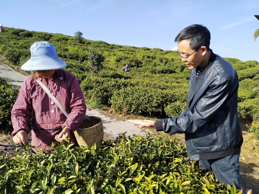 青杠坡镇小茶叶变小金叶助推乡村振兴