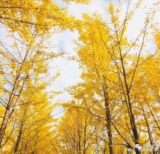 浙江211大学有几所_浙江大学有什么专业_浙江大学有几个校区