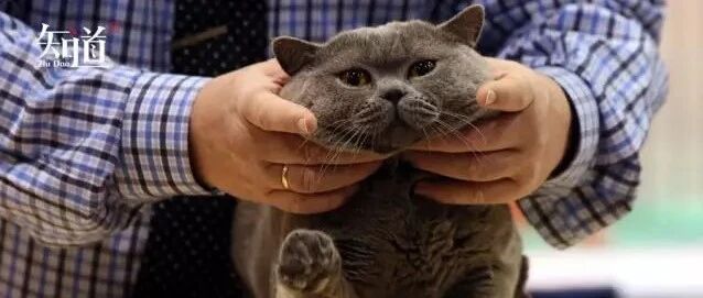 喵星人不抓老鼠的锅该谁来背？