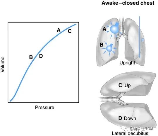 怎么呼吸麻醉麻醉和手术体位 - 呼吸系统的影响_https://www.jmylbn.com_新闻资讯_第5张
