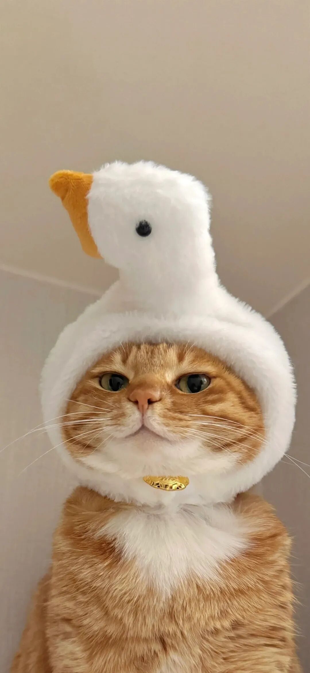 又发现一张还不错的手机壁纸