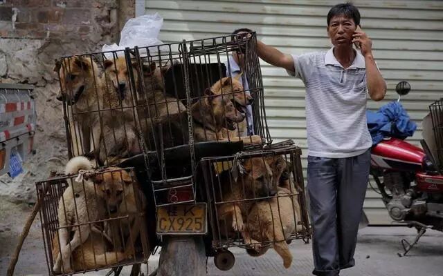 玉林荔枝狗肉节大批"爱狗"人士涌向玉林,狗肉馆生意依然火爆_玉林新闻