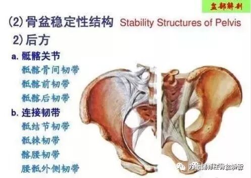 人体运动的核心 骨盆 力衡健脊柱骨盆矫正 微信公众号文章阅读 Wemp
